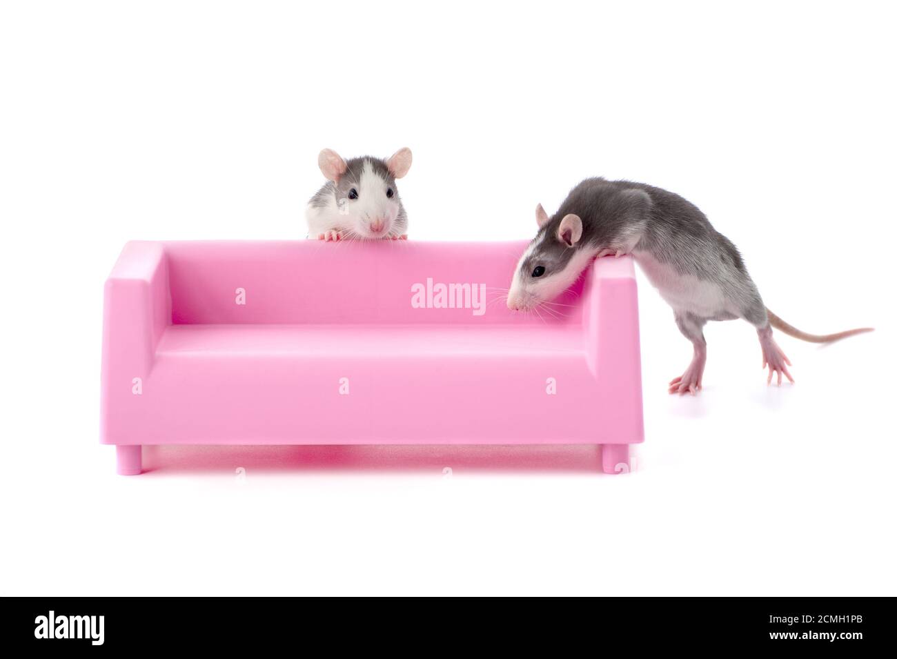 Two little rats are playing on a miniature pink sofa Stock Photo Alamy