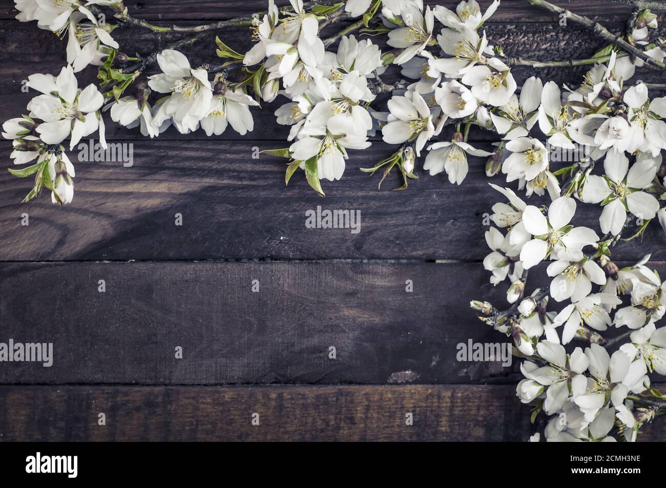 Branches blossoming almonds on a brown wooden surface Stock Photo