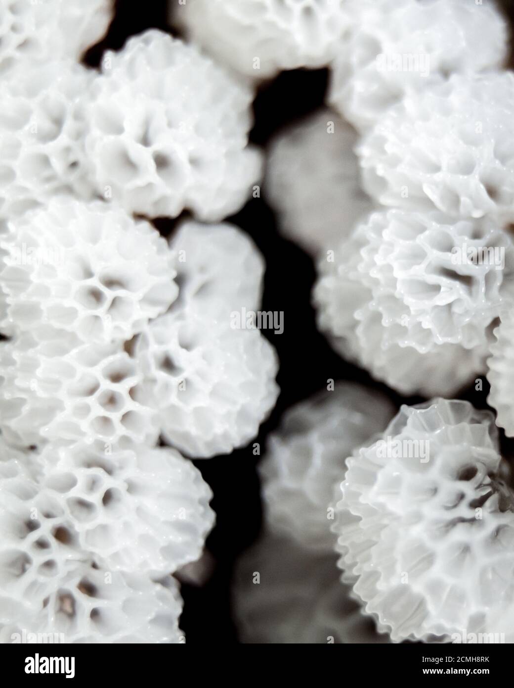 Tiny mycete Ceratiomyxa fruticulosa var. porioides macro photography Stock Photo