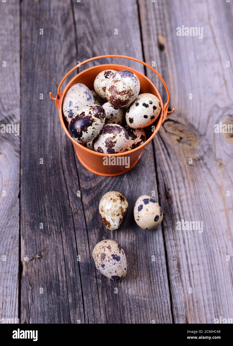 Fresh quail eggs in a bucket Stock Photo