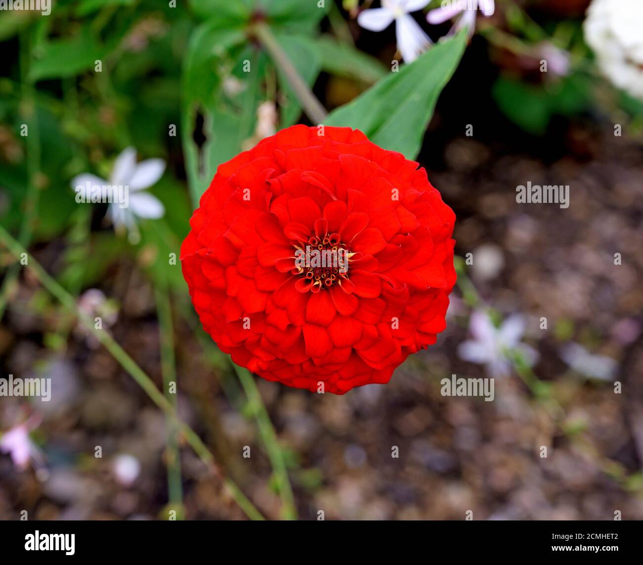 red blossom of a the plant species zinnia Stock Photo