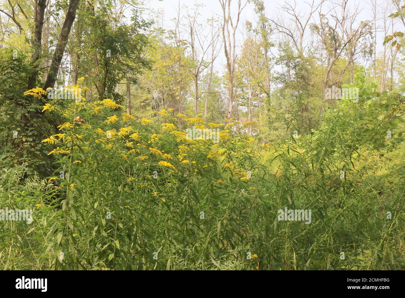 The yellow wildflowers are part of this landscape. Stock Photo