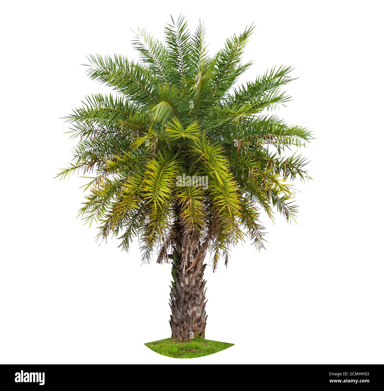 Large palm branch Cut Out Stock Images & Pictures Alamy