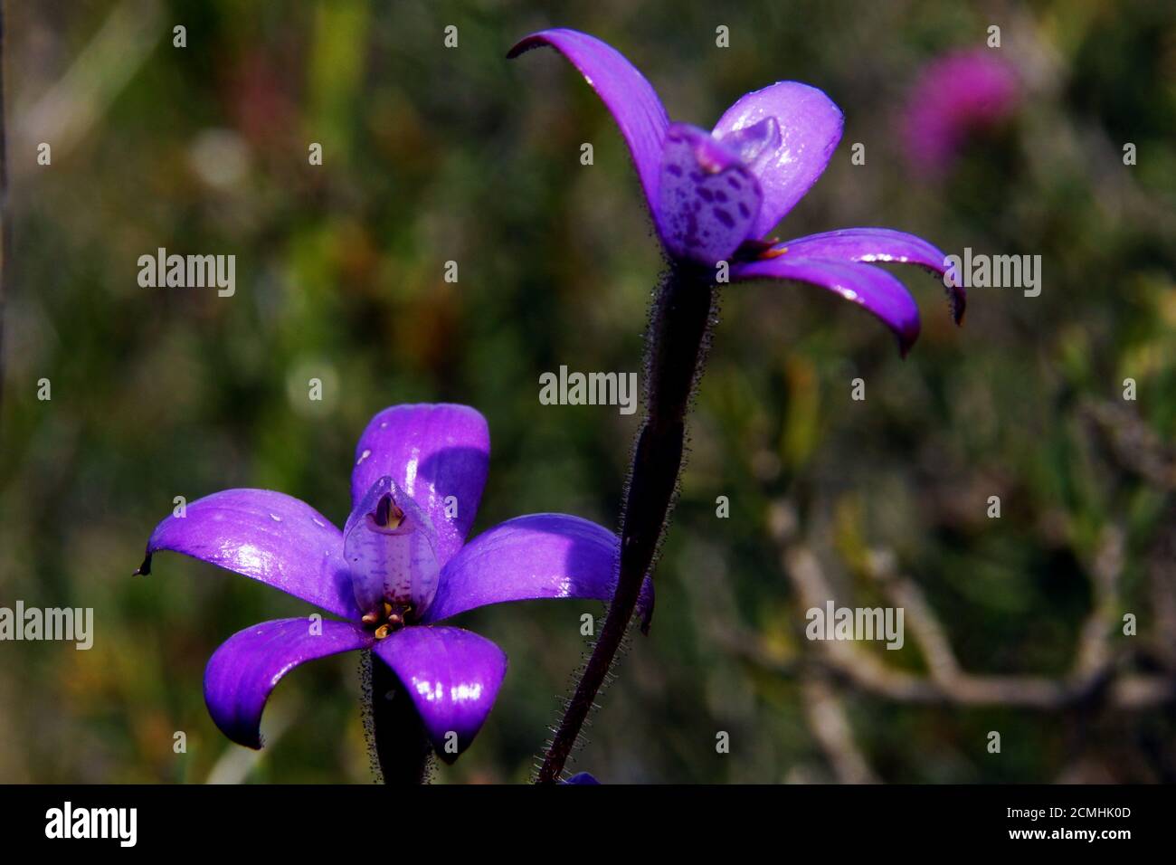 Australian wildflowers: Colorful flowers of Elythranthera brunonis, the Purple Enamel Orchid in natural habitat in Southwest Western Australia Stock Photo