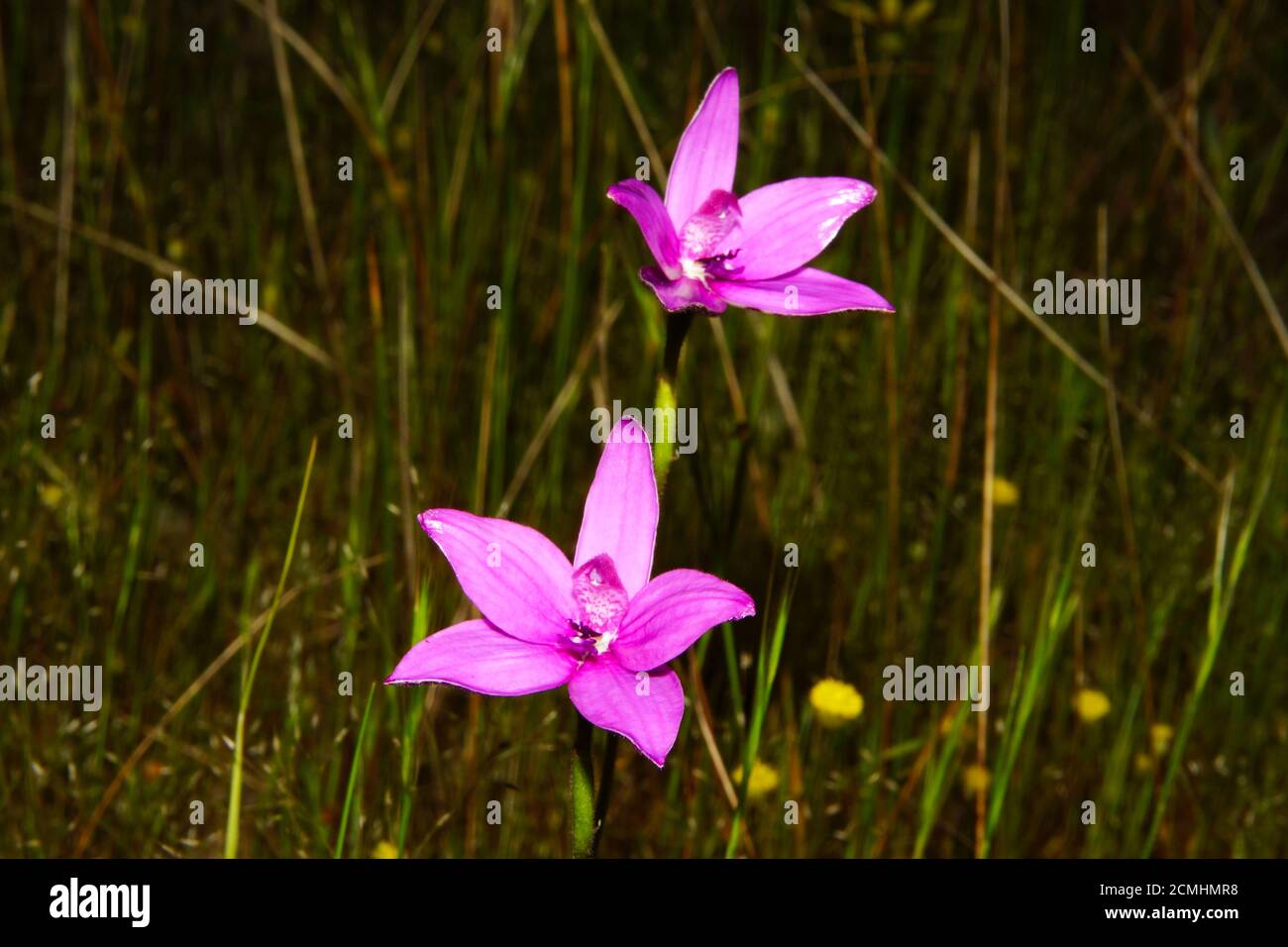 Pink australia australian wildflowers hi-res stock photography and ...