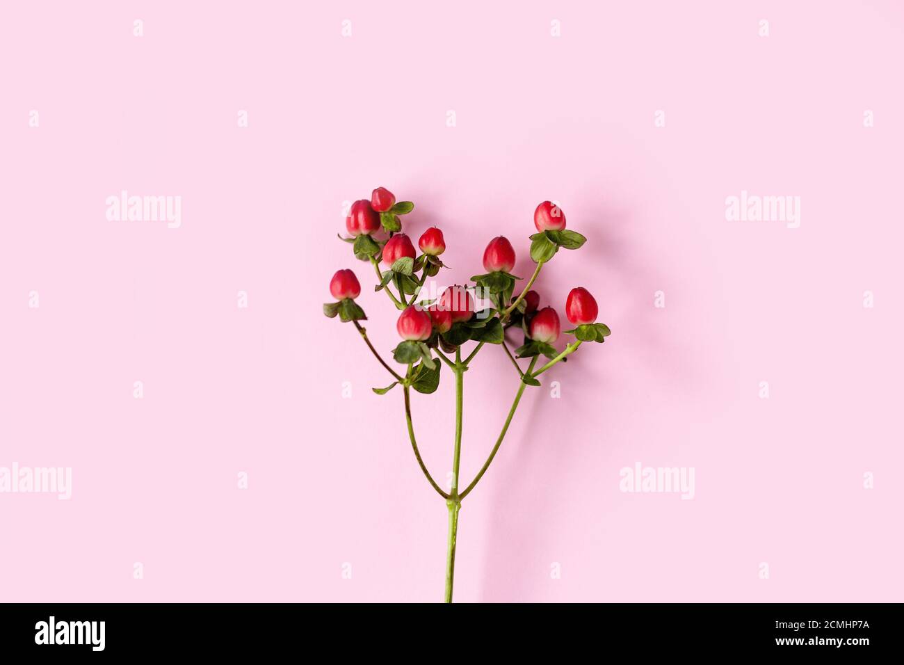 Hypericum perforatum, Red St. John's wort on a pink background, banner, postcard, advertising, homeopathy concept, alternative medicine, red fruit on Stock Photo