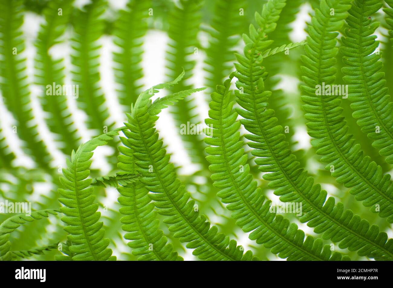Leaves wild fern close hi-res stock photography and images - Alamy
