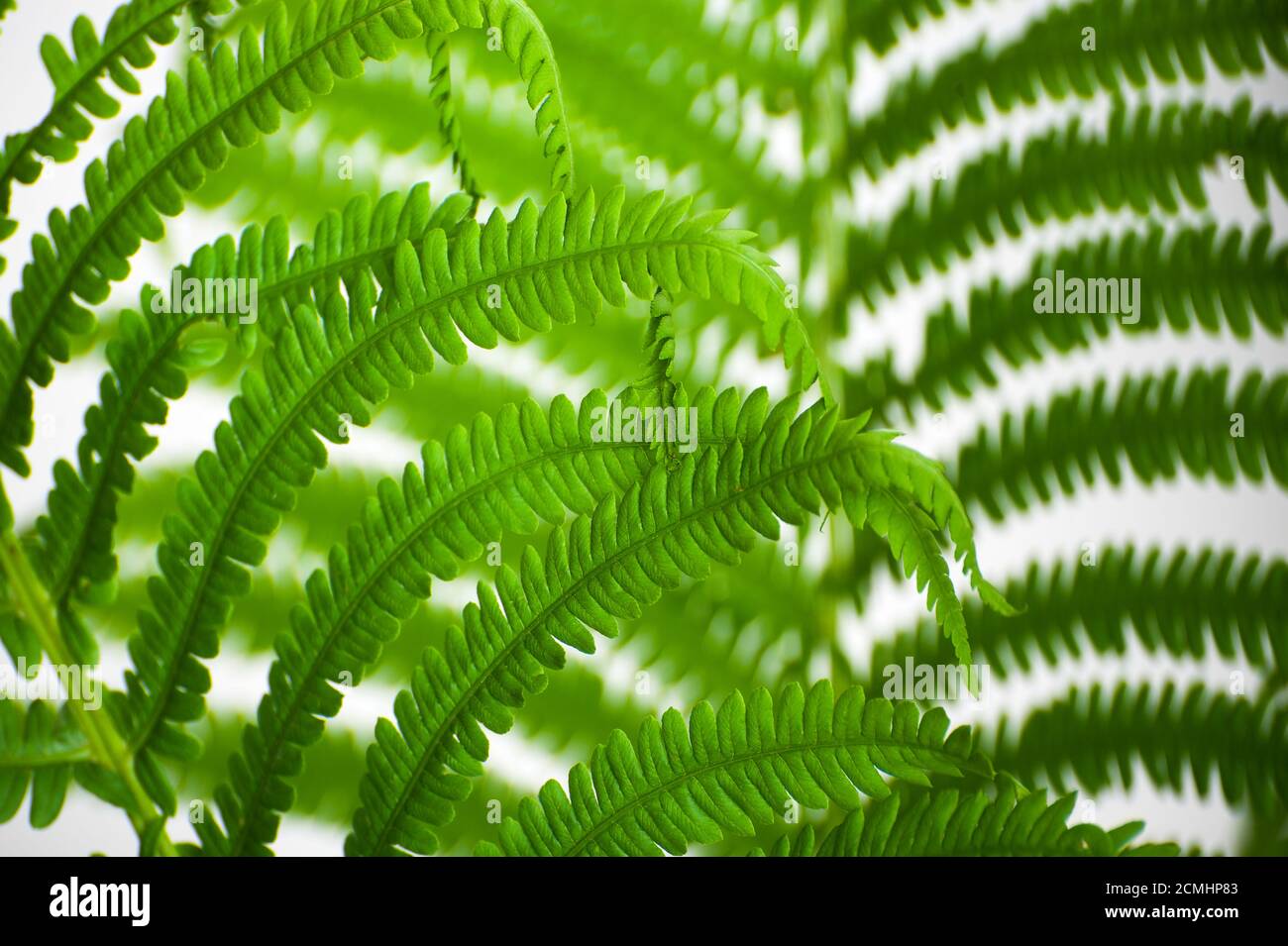 The leaves of wild fern close-ups as a background. Stock Photo