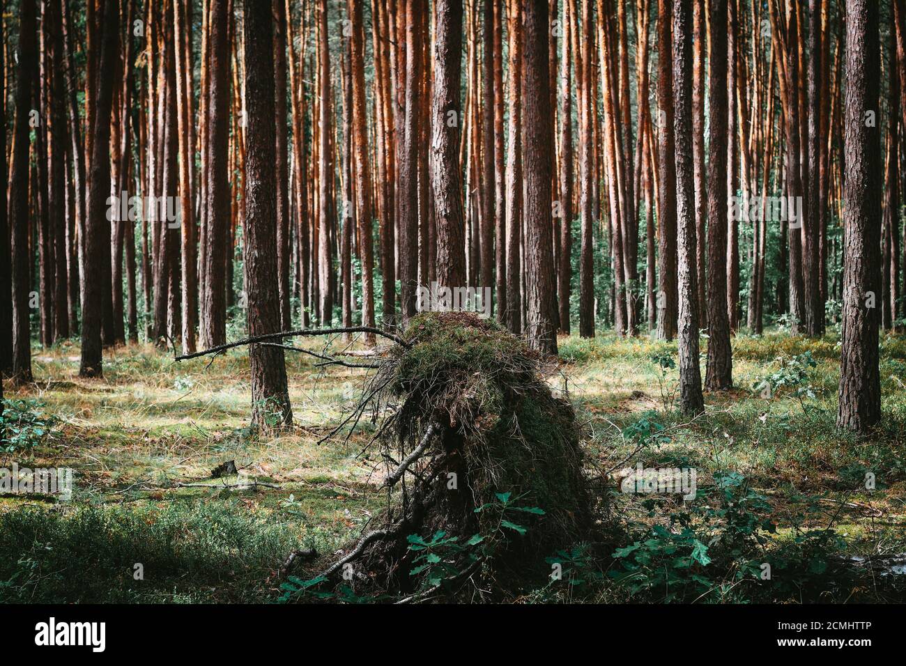 Birch fallen down by fierce tempest in the middle of young forest Stock Photo