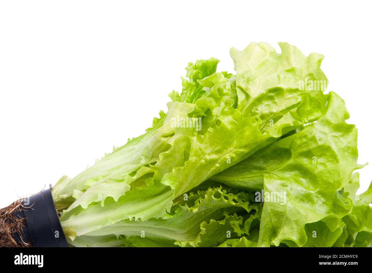 Fresh leaves of a young salad in a pot close-up on a white background. Stock Photo
