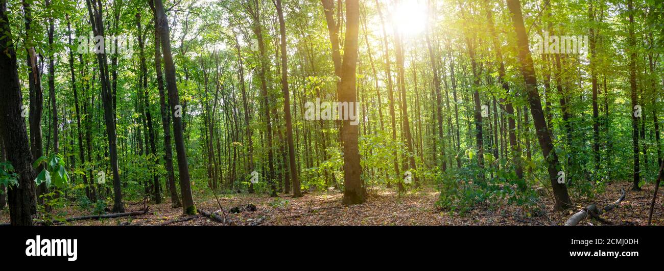 360 forest hi-res stock photography and images - Alamy