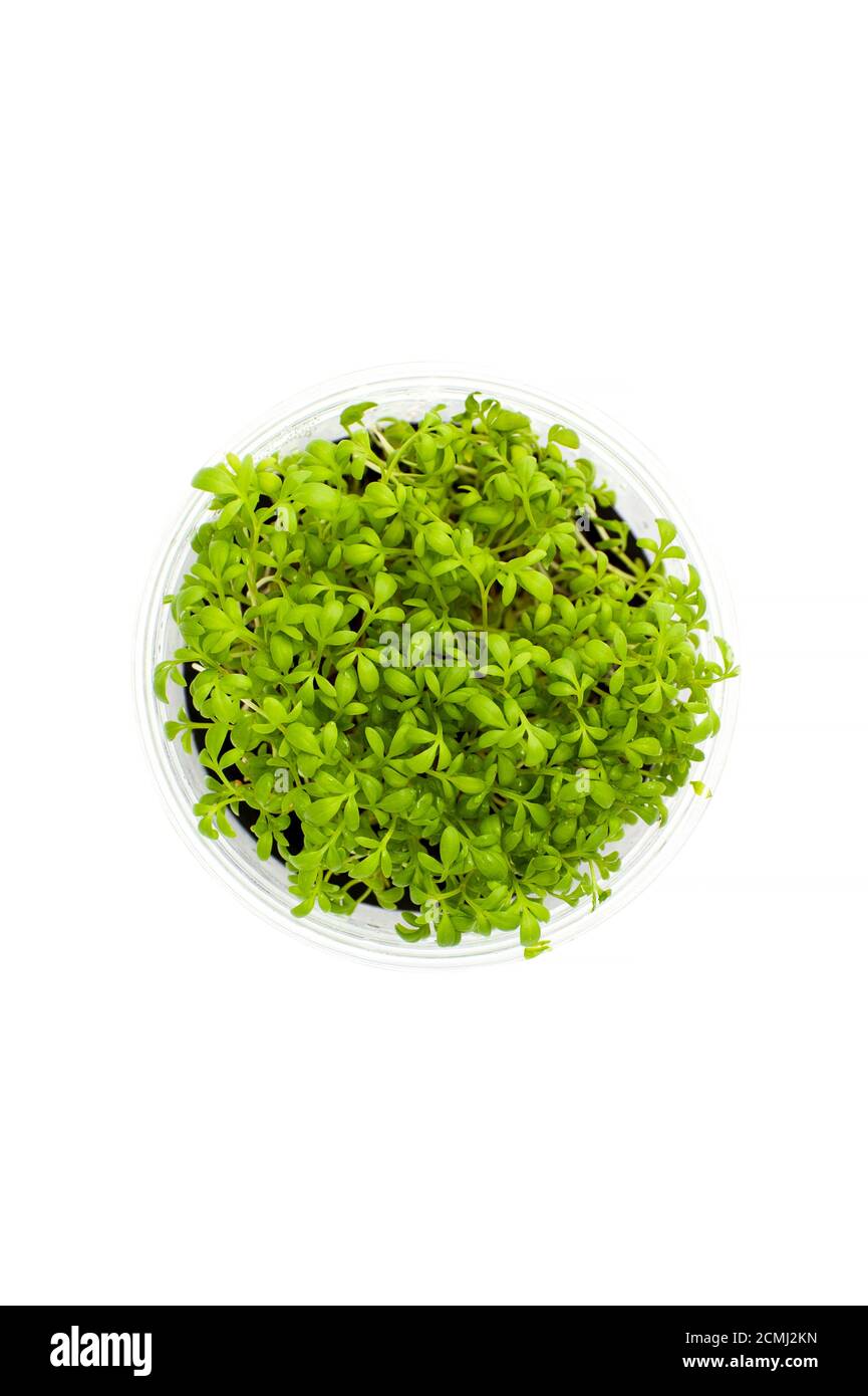 Cress salad in a pot close-up on a clean white background Stock Photo ...