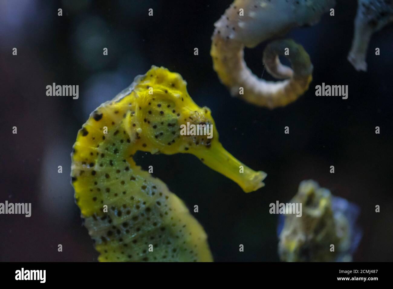 beautiful seahorse in swimming aquarium yellow and black Stock Photo