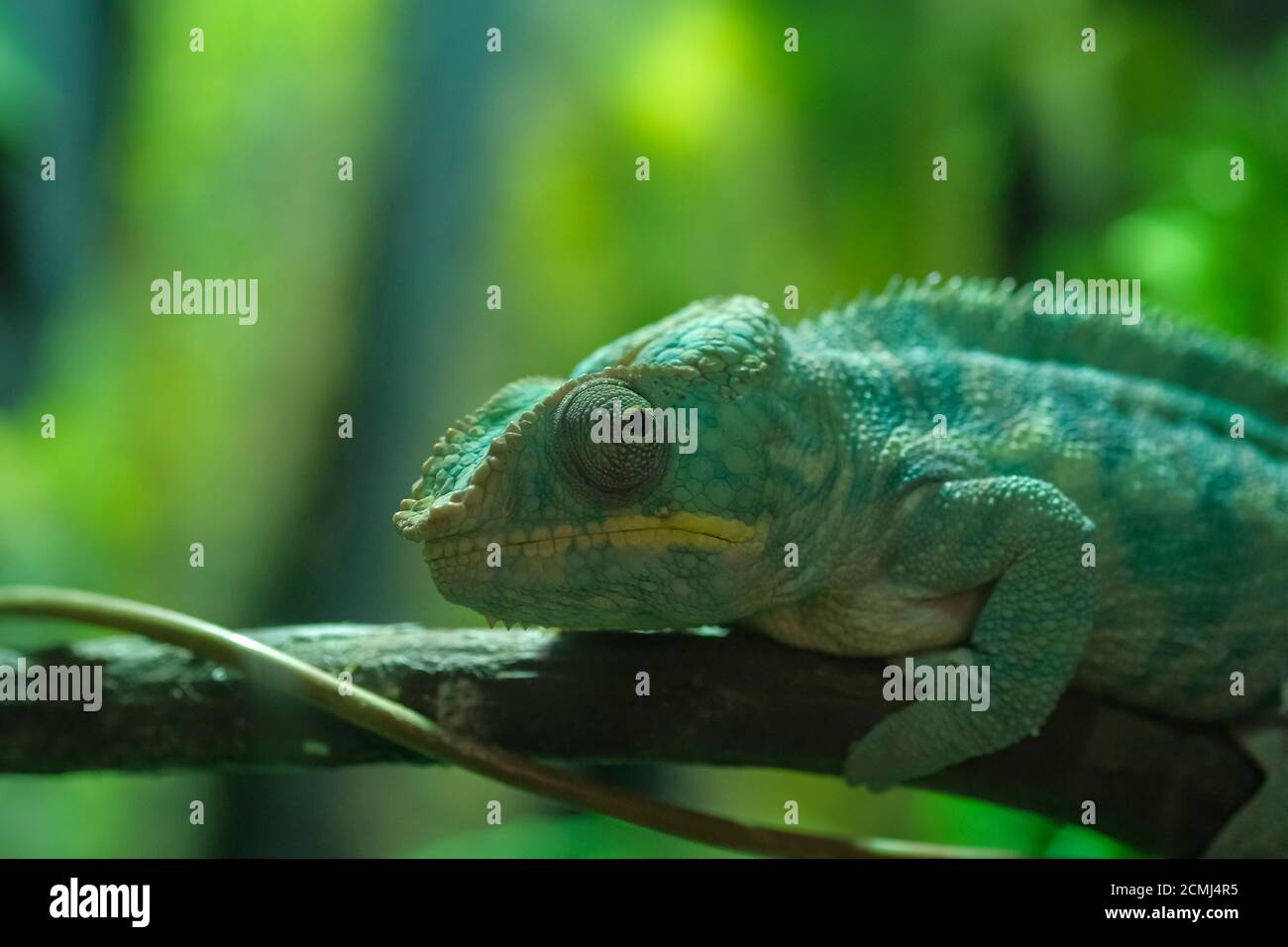 close-up green chameleon in terrarium on branch. High quality photo Stock Photo