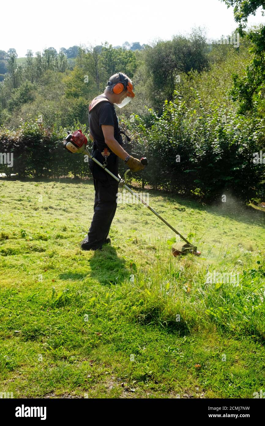 Man wearing safety equipment using strimmer to strim cut mow long grass of meadow lawn field in autumn Carmarthenshire Wales UK  KATHY DEWITT Stock Photo
