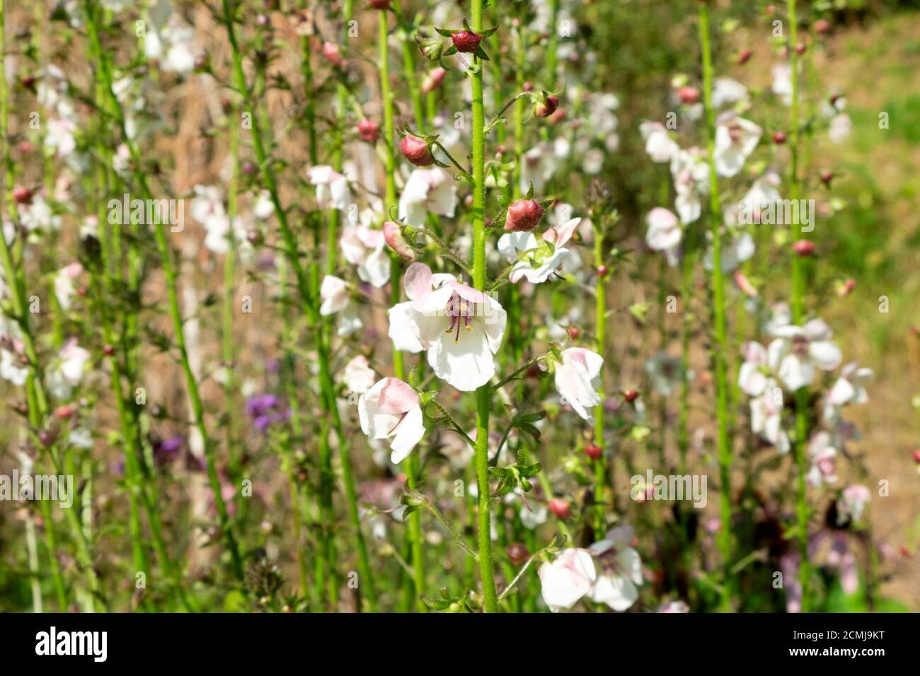 White pink erbascum in bloom flowering plant attractive to bees in bloom in a cottage garden September Carmarthenshire Wales UK  KATHY DEWITT Stock Photo