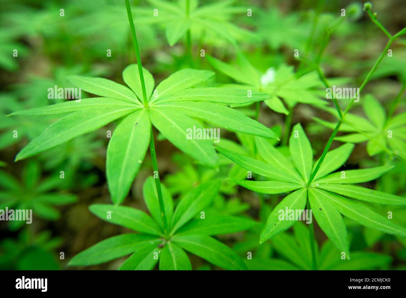 Green forest plant with small leaves, close up Stock Photo