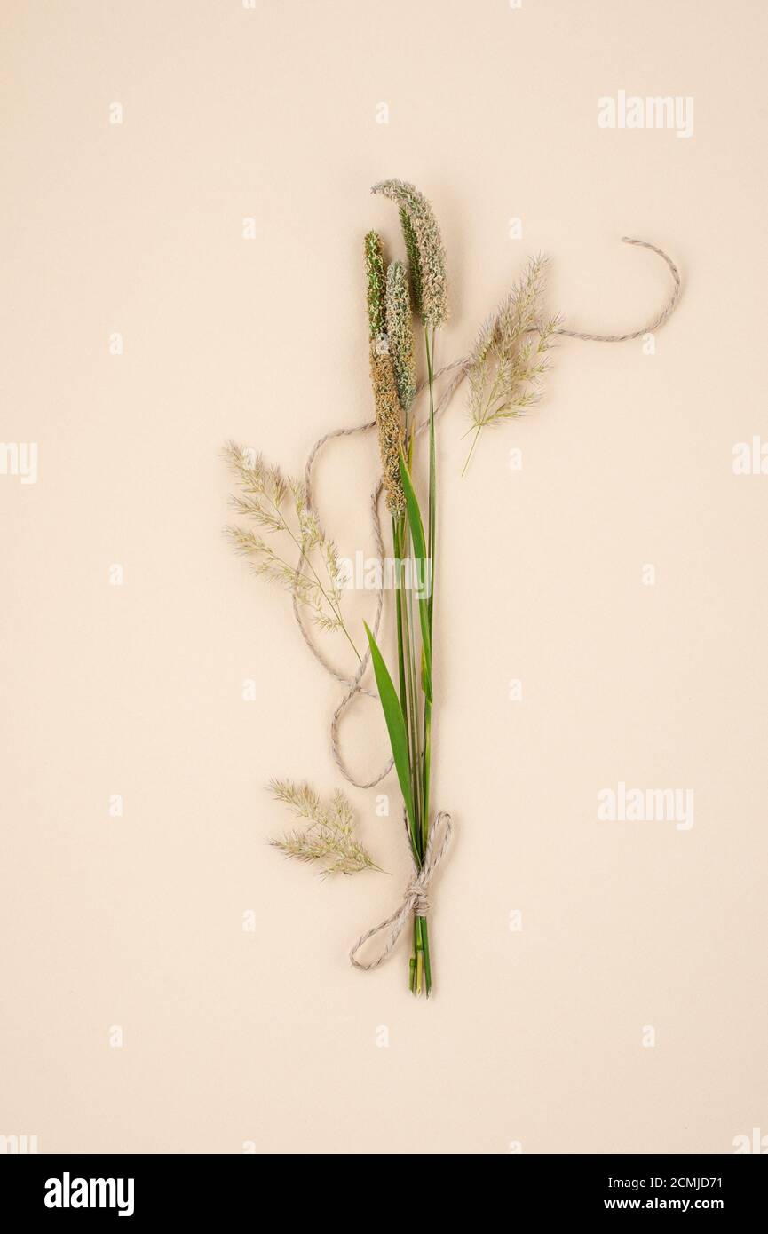 Stems Rope Dry stems of plants and a natural jute rope on a light pastel ...