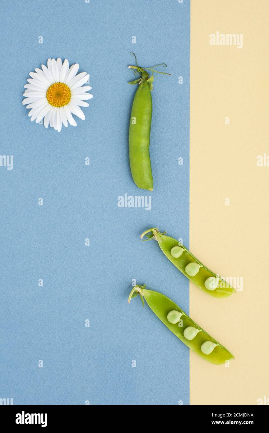 Fresh green peas and a daisy flower on a textured yellow-blue background. Stock Photo