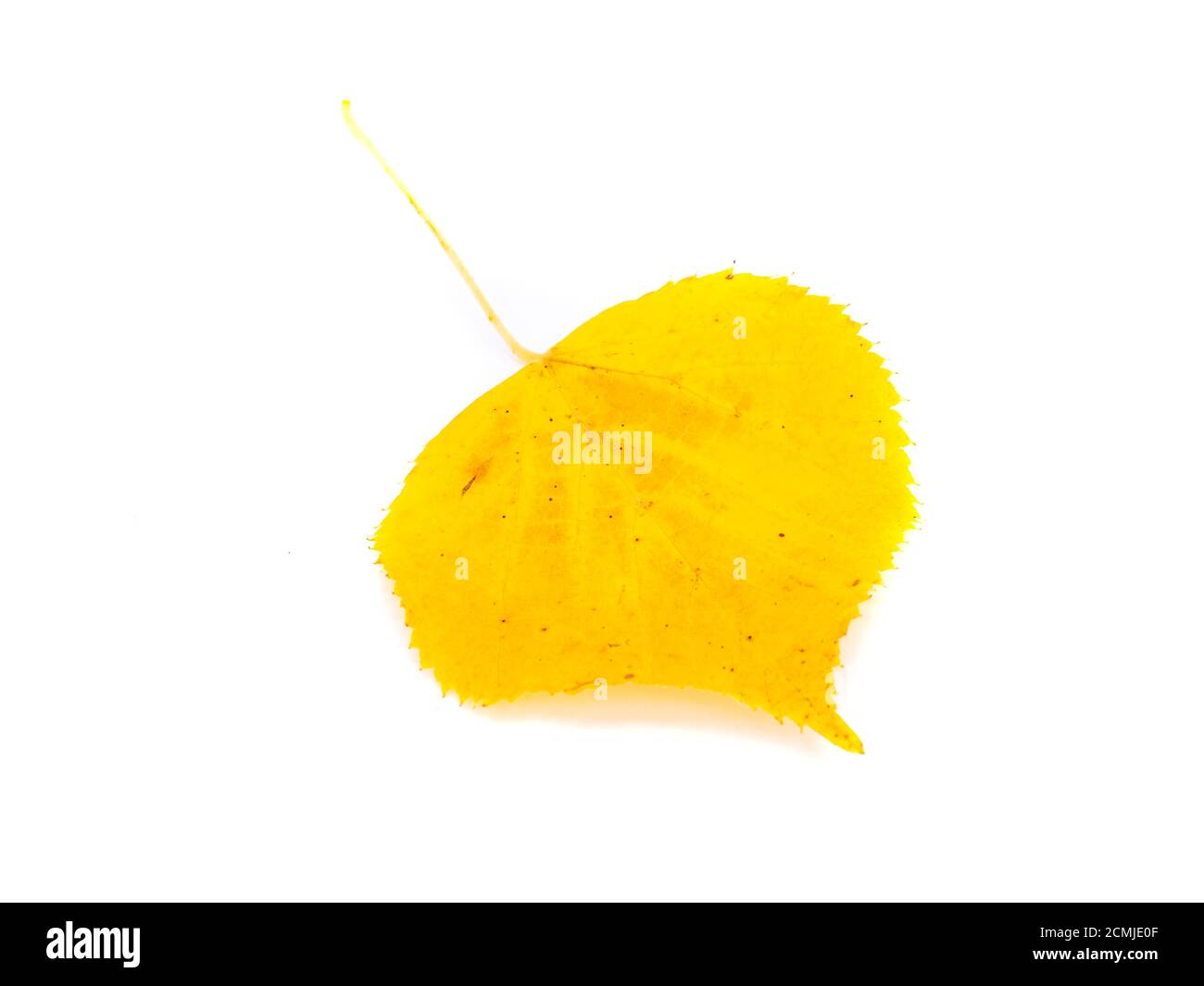 Gold painted leaf cutout hi-res stock photography and images - Alamy