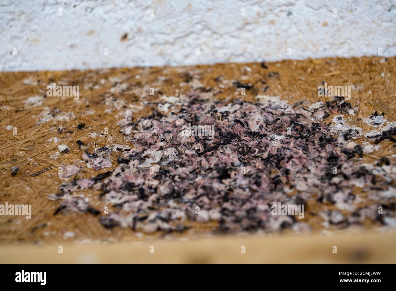 droppings from swallows on the floor by the house Stock Photo