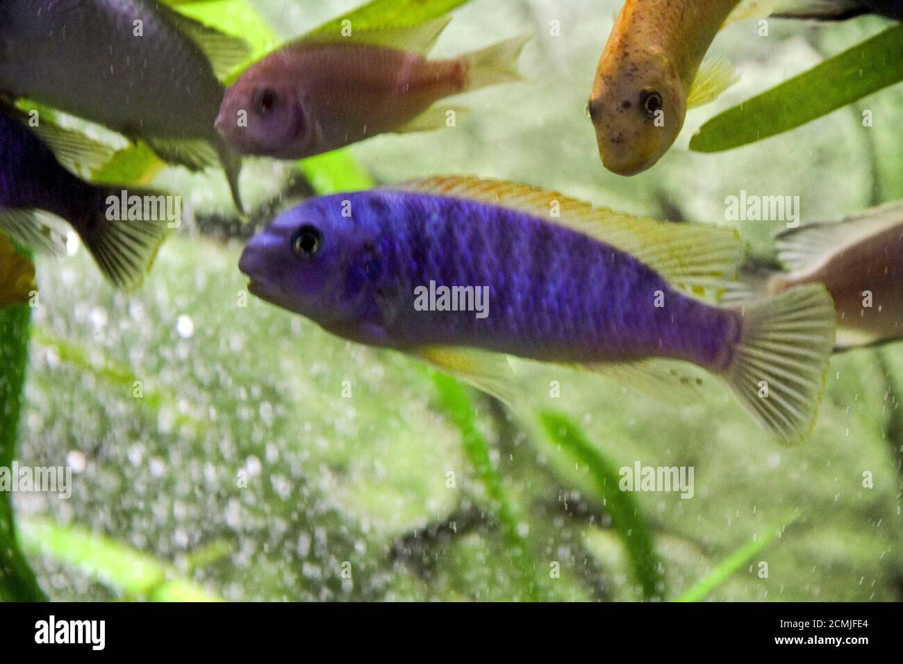 African Ciclides fishes in domestic aquarium . High quality photo Stock Photo