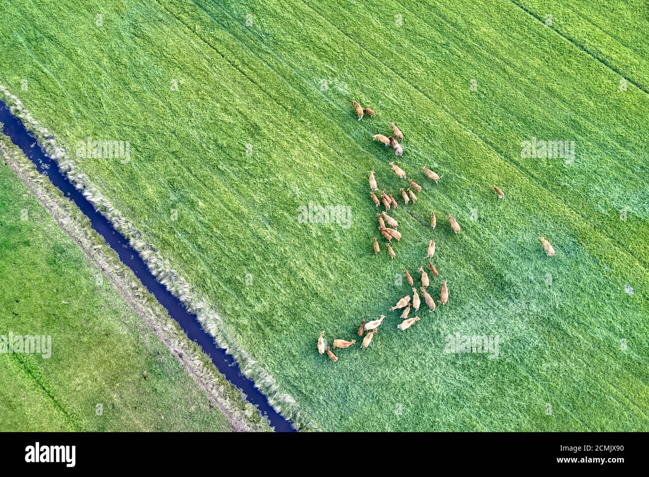Aerial view of cows herd grazing on pasture field, top view drone , in ...