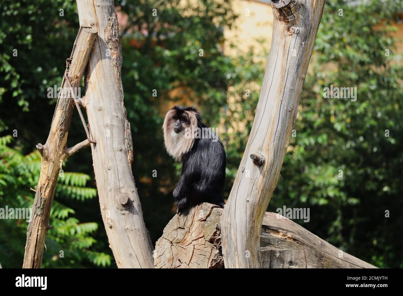 Macaque with Black Hair and Silver-White Mane Sits on the piece of Wood in Zoo during Sunny Day. Lion-Tailed Macaque is also called Wanderoo. Stock Photo