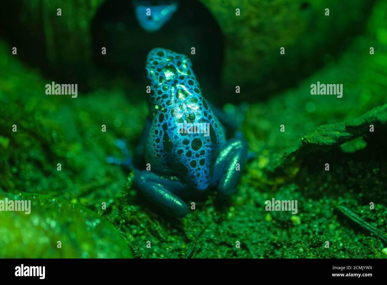 Blue poison dart frog in amazonian terrarium Dendrobates tinctorius azureus Stock Photo