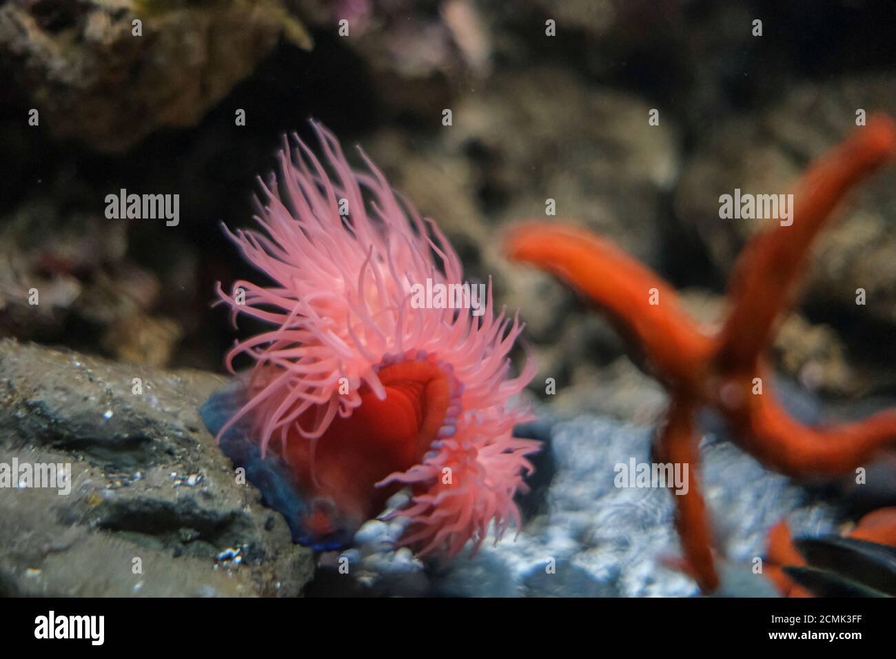red sea star and anemone in tropical marine aquarium Stock Photo
