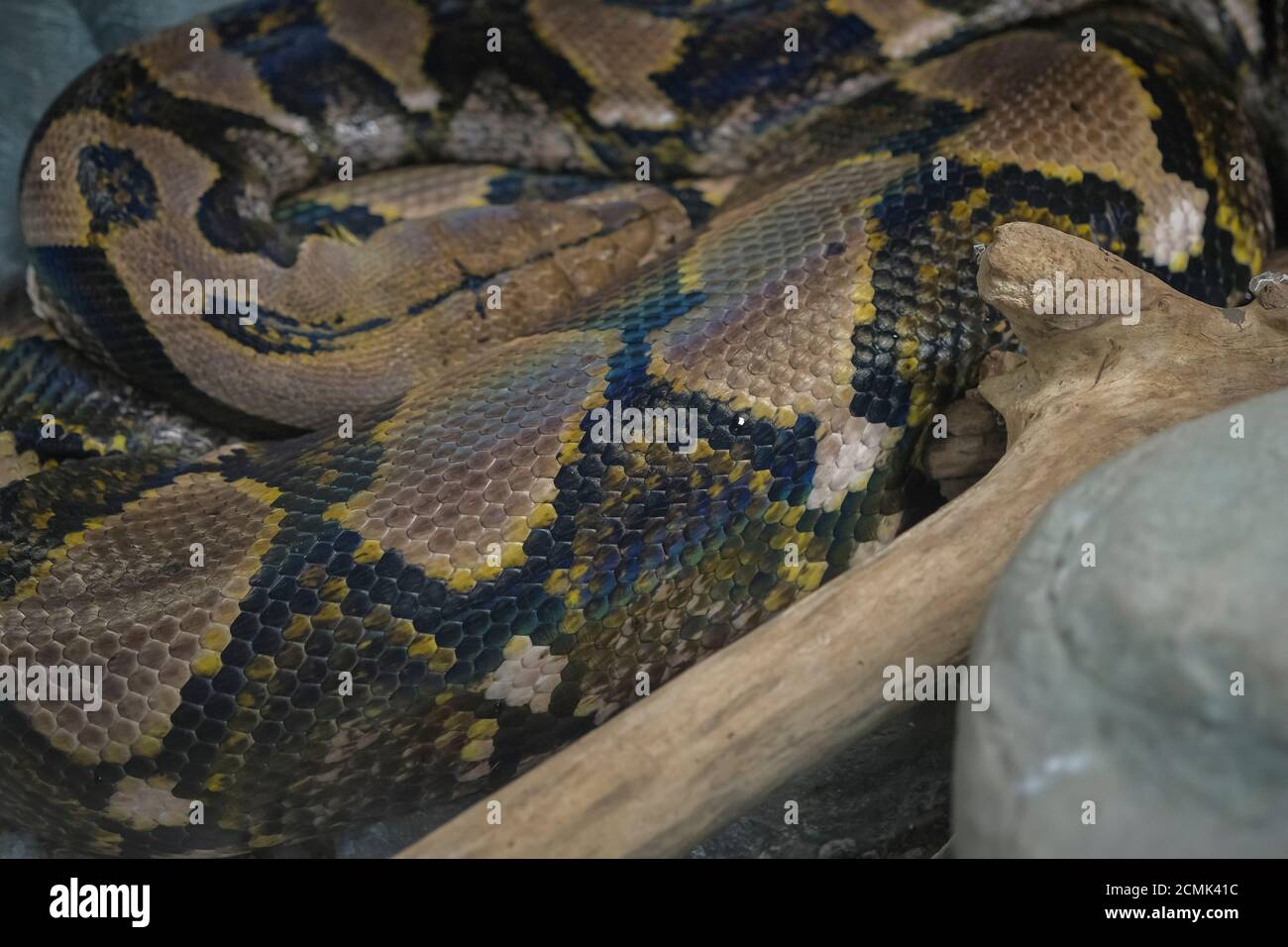 reticulated python head closeup on trunk Malayopython reticulatus Stock ...