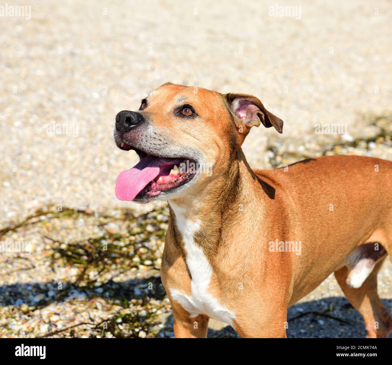 Red Haired American Pit Bull Outdoors Stock Photo Alamy