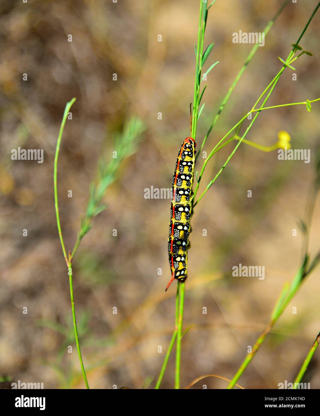 Hyles euphorbiae caterpillar on a stalk of grass Stock Photo