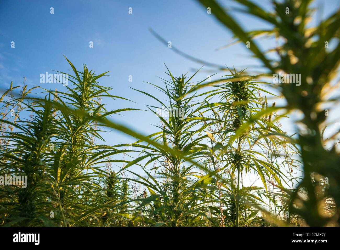 Cannabis or Hemp growing on field for Cbd. Medical marijuana Stock ...