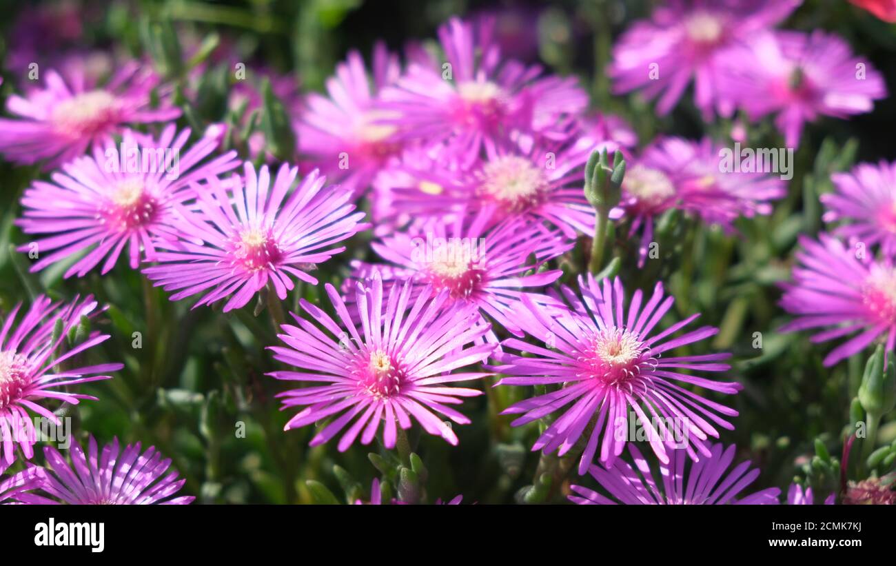 Hardy ice plant hires stock photography and images Alamy
