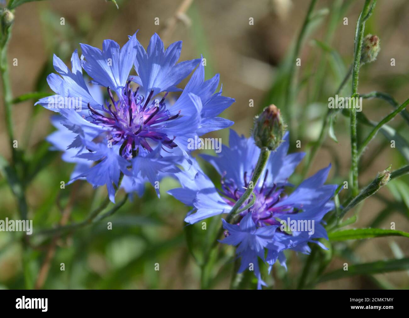 garden flowers growing in the UK Stock Photo