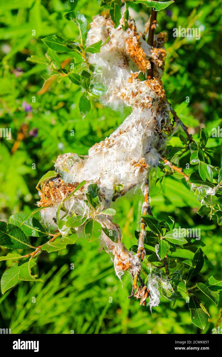 Huge insect nest made of silk thread and weave in Hemsedal, Norway. Stock Photo