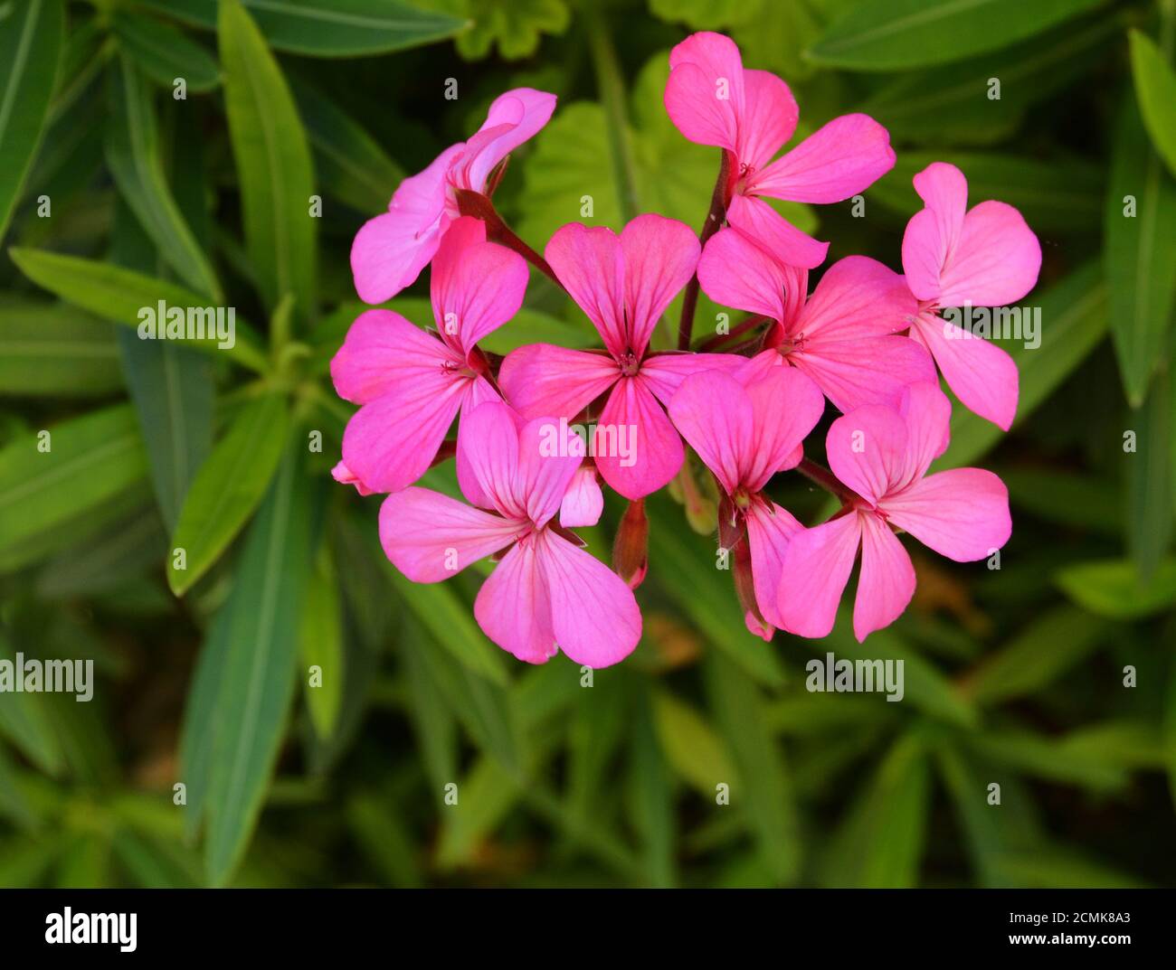 English garden flowers hi-res stock photography and images - Alamy