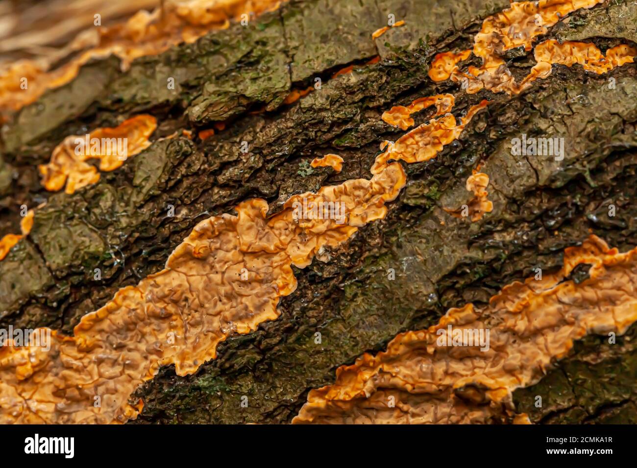 macro photography of a dead tree bark covered with common orange lichen. This symbiosis of algea and fungi is a complex life form that grows on wooden Stock Photo