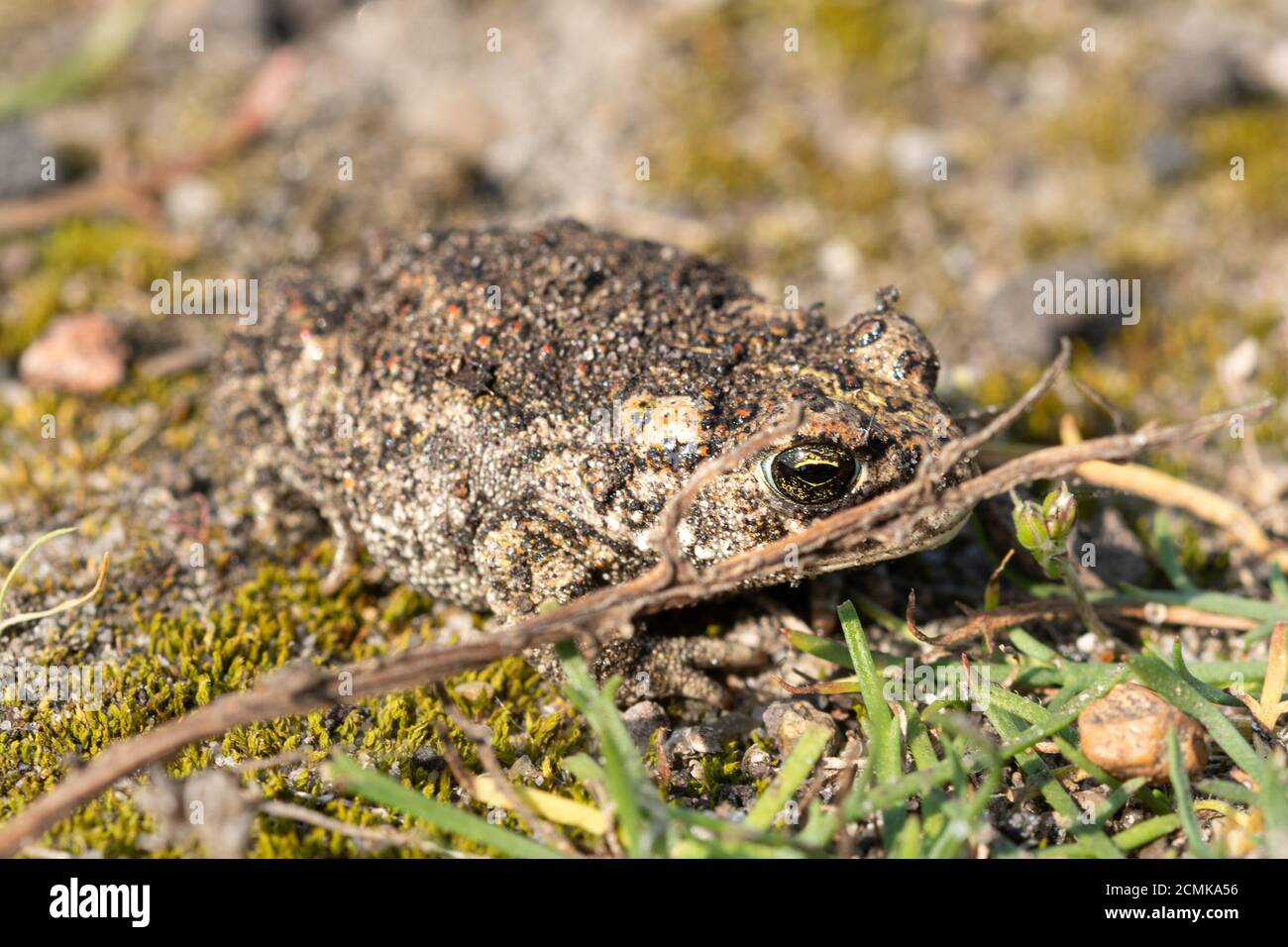 Natterjack toad (Epidalea calamita), a rare amphibian species in the UK Stock Photo