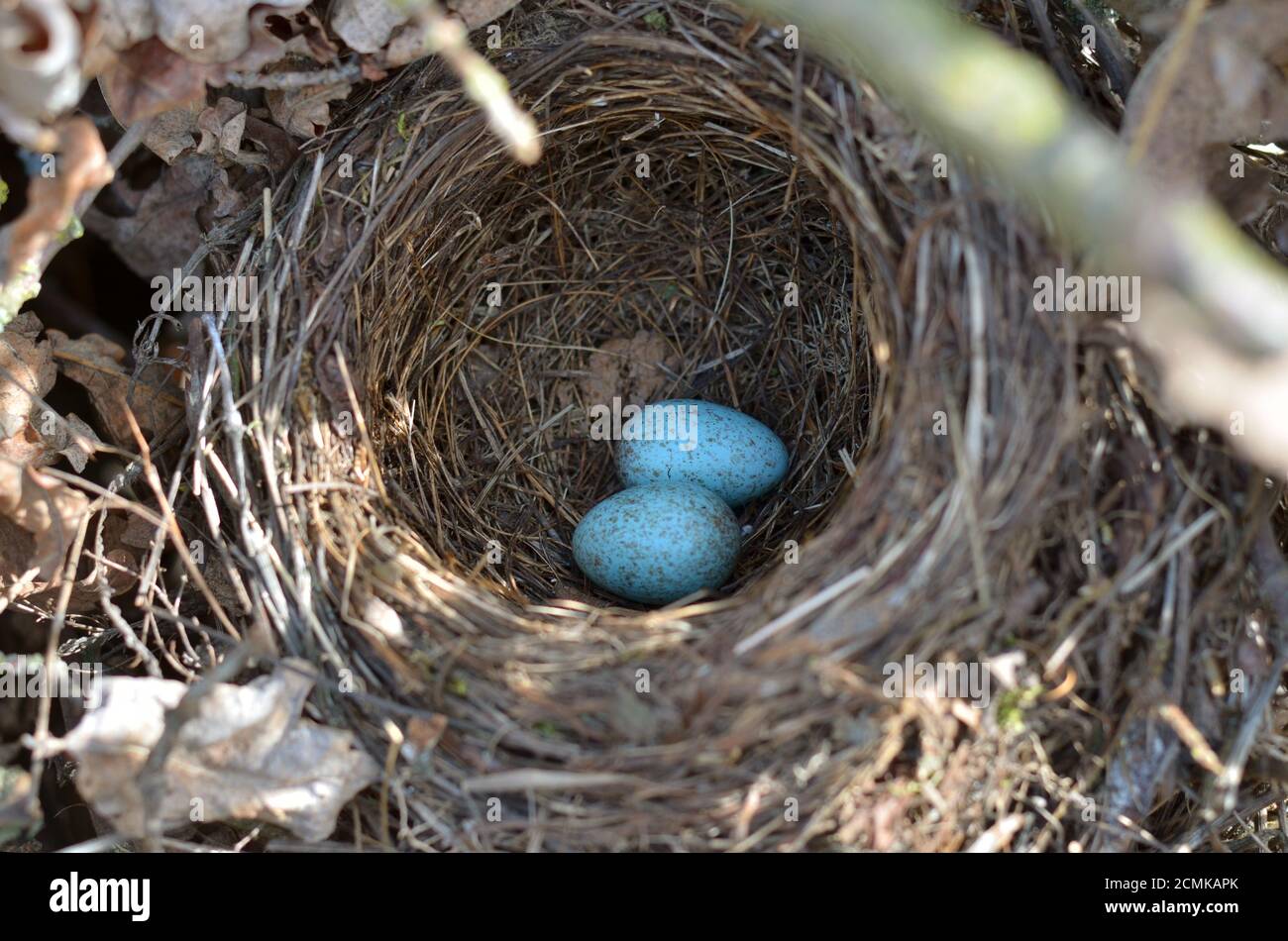 Eurasian blackbird's nest - Turdus Merula. Two turquoise speckled eggs in the nest of the common blackbird in their natural habitat. Stock Photo