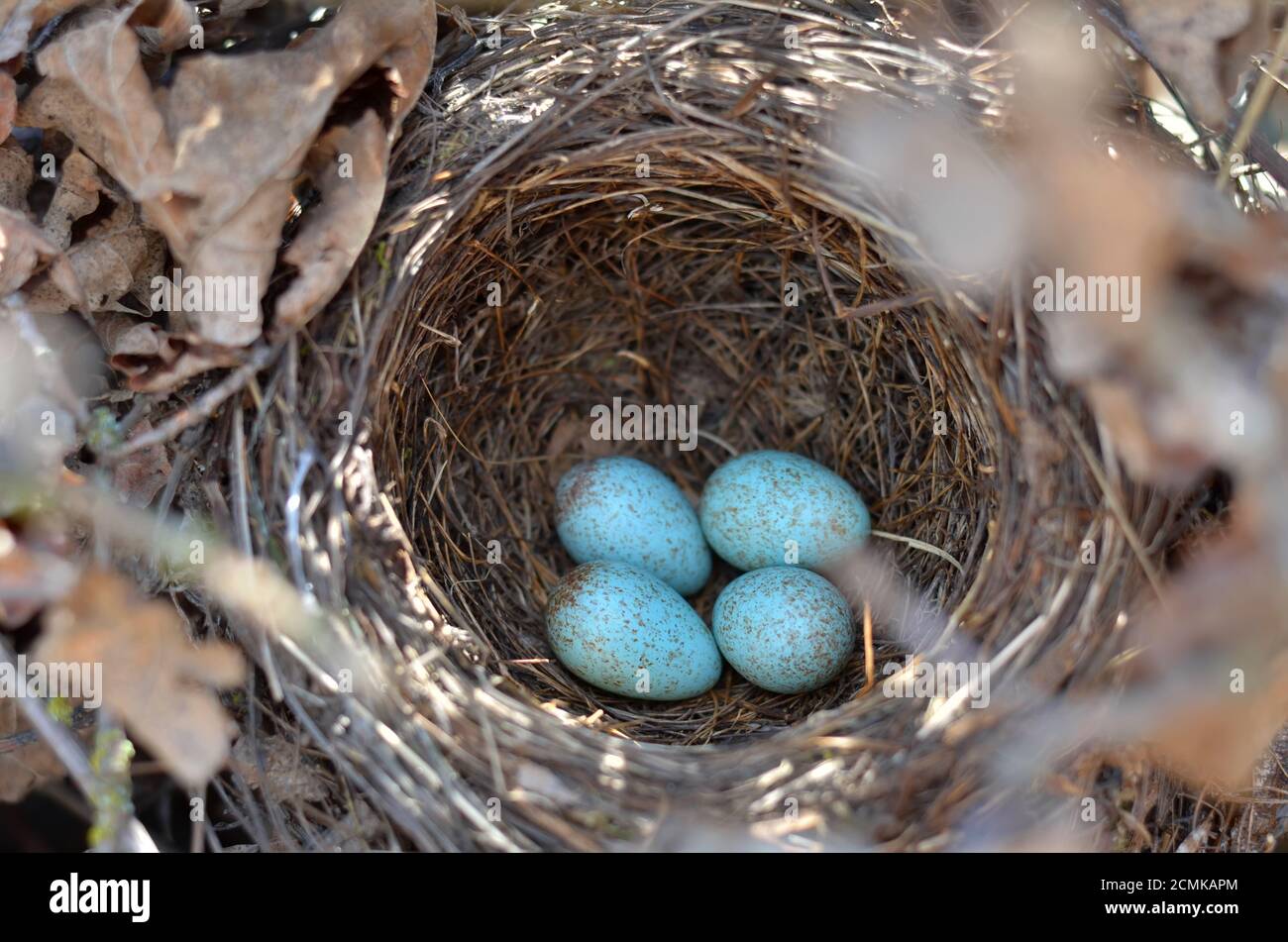 The nest of Eurasian blackbird - Turdus merula. Four turquoise speckled eggs in a common blackbird's nest in their natural habitat. Stock Photo