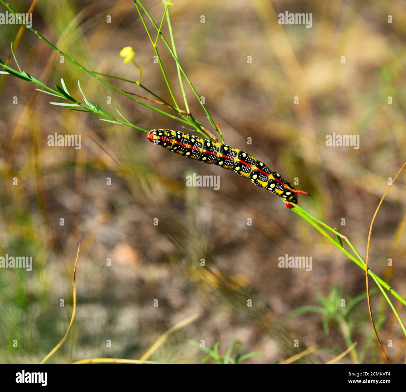 Hyles euphorbiae caterpillar on a stalk of grass Stock Photo