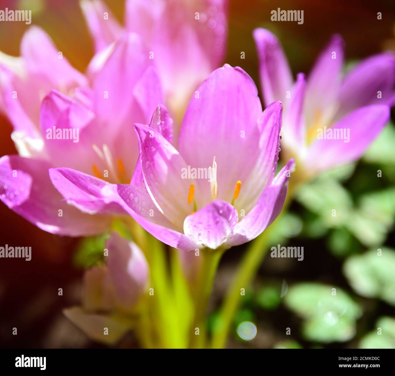 pink flowering crocus in the rays of a bright sun Stock Photo