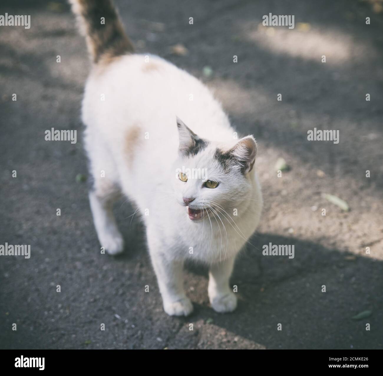 white cat in the autumn on the street Stock Photo - Alamy