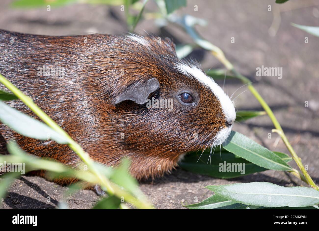 Guinea pig eating a fresh leaf, selective focus Stock Photo Alamy