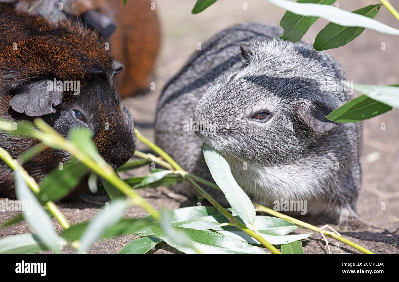 Guinea pig eating a fresh leaf, selective focus Stock Photo Alamy