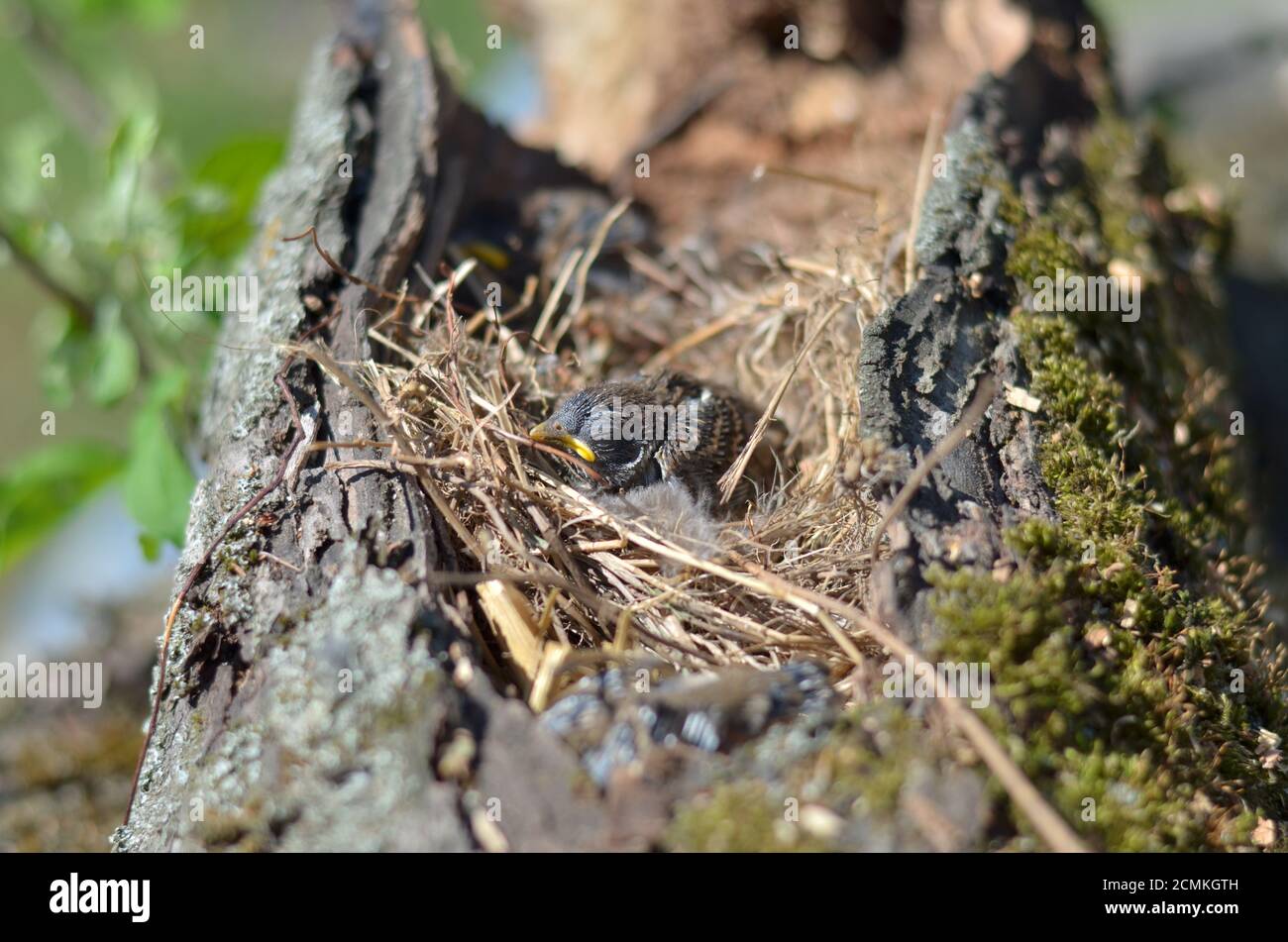 House Sparrow - Passer domesticus. Sparrow nestling sitting in the nest. Shallow depth of field. Stock Photo