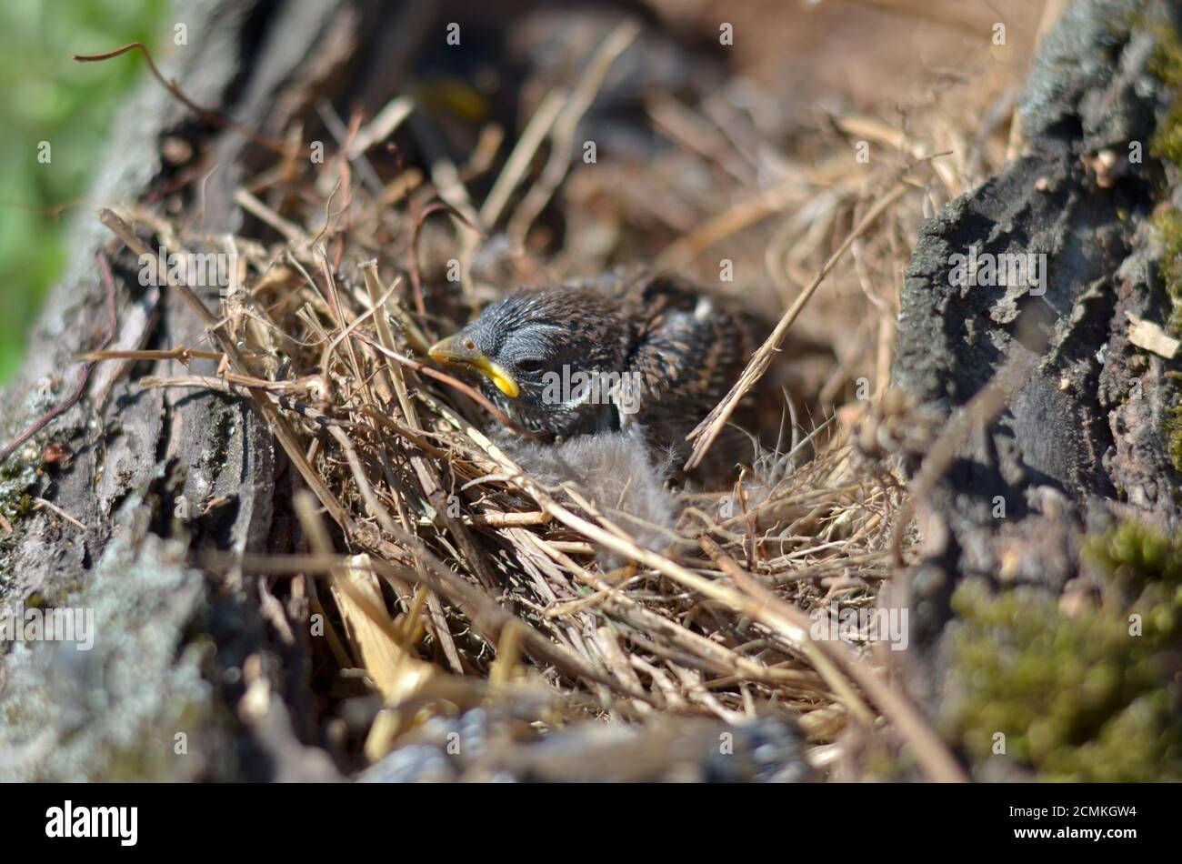 House Sparrow - Passer domesticus. Sparrow nestling sitting in the nest. Shallow depth of field, closeup. Stock Photo