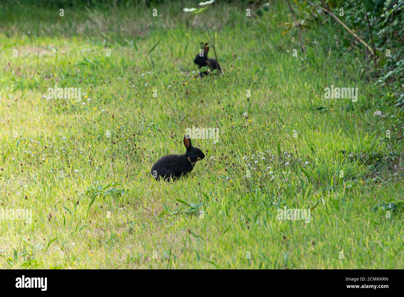Black common rabbits (Oryctolagus cuniculus Stock Photo - Alamy